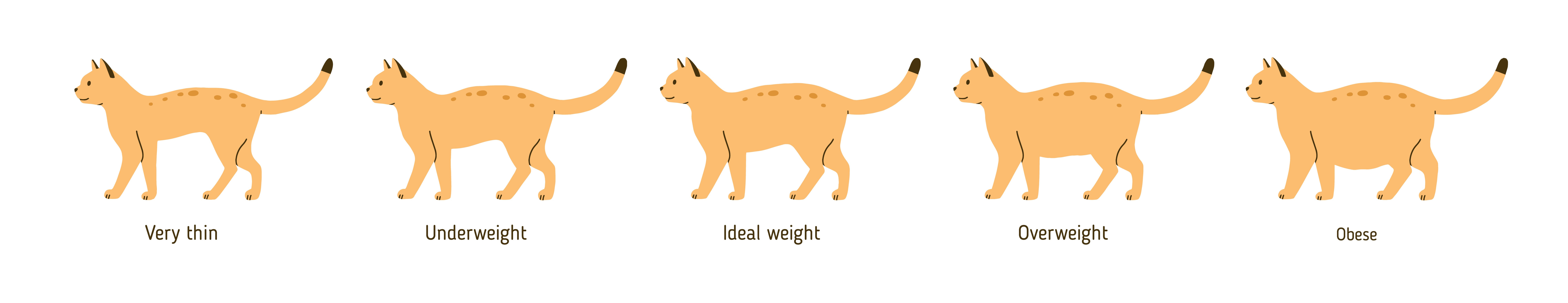 Overweight cat chart, Torrance Vet 