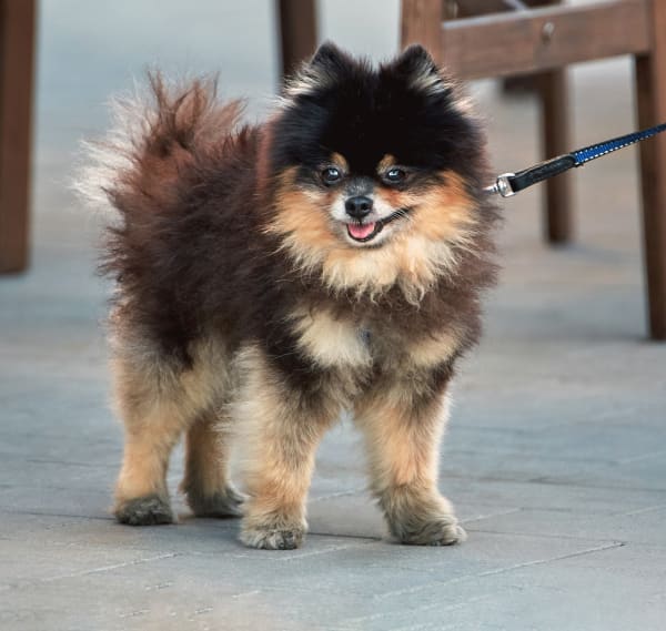 Torrance Companion Animal Hospital, California