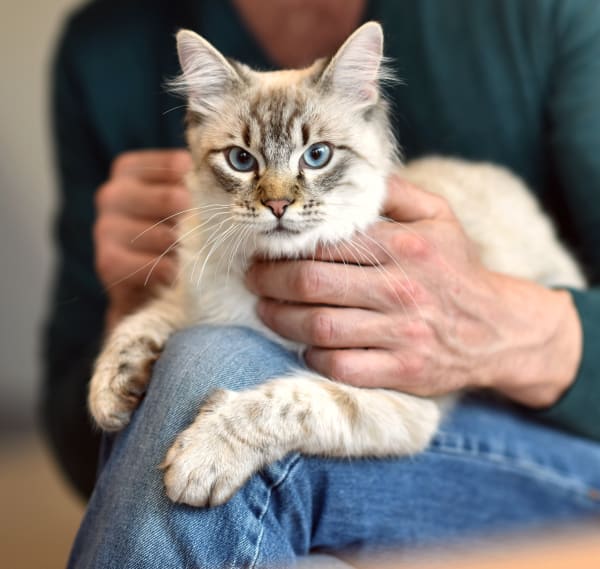 Torrance Veterinary Hospital, Surgical Care