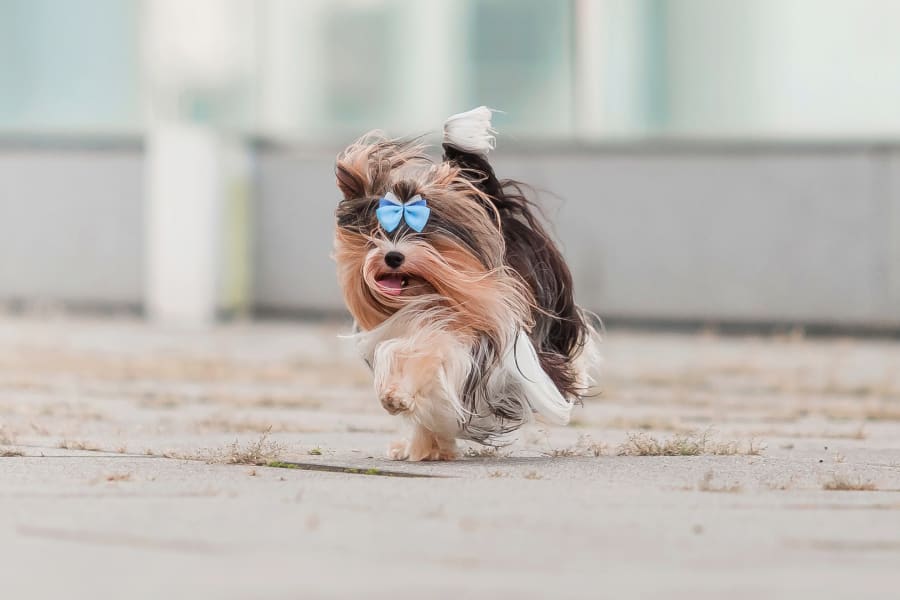 Torrance Companion Animal Hospital | Torrance Veterinarians Torrance Companion Animal Hospital | Torrance Veterinarians