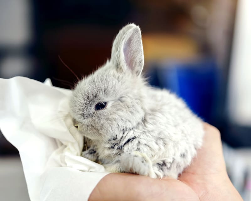 Rabbits Veterinary Care in Torrance