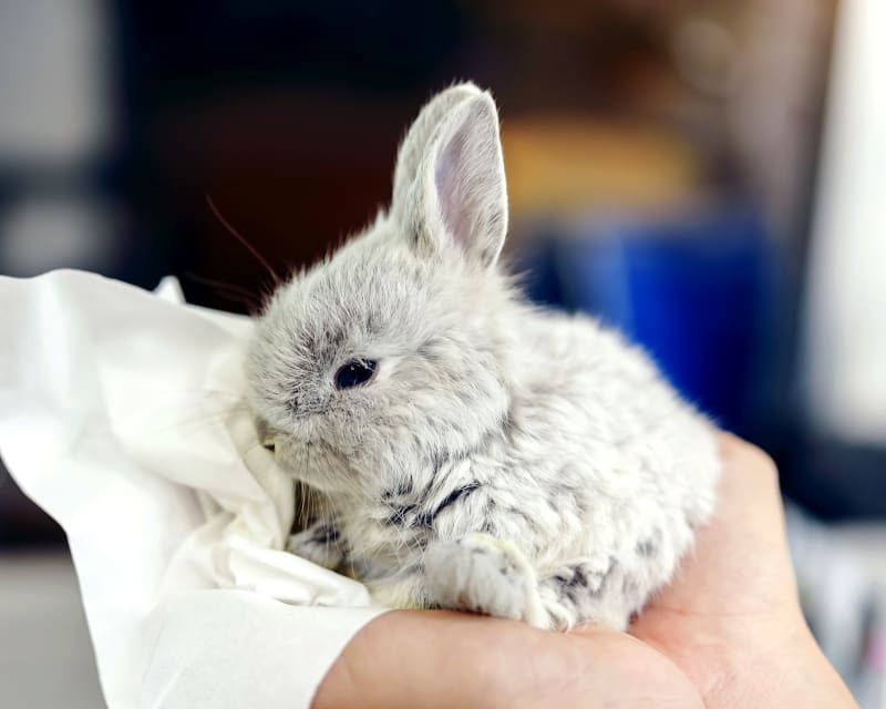 Veterinary Care for Rabbits at Torrance Companion Animal Hospital